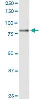 Anti-ZBED1 Rabbit Polyclonal Antibody