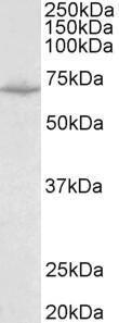 Anti-SLC6A8 Antibody (A83083) (0.1µg/ml) staining of Mouse Heart lysate (35µg protein in RIPA buffer). Primary incubation was 1 hour. Detected by chemiluminescence.