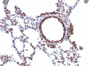 Immunohistochemical analysis of formalin-fixed, paraffin-embedded rat lung using Anti-Nuclear Antigen Antibody [NM106]