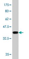 Anti-MTF1 Mouse Monoclonal Antibody [clone: 2E5]