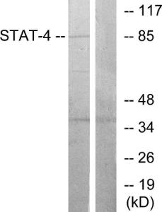 Antibody anti-STAT4 100 µg