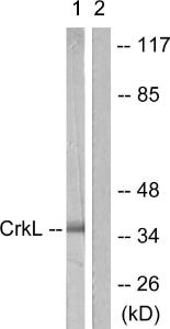 Western blot analysis of lysates from 293 cells using Anti-CrkL Antibody. The right hand lane represents a negative control, where the antibody is blocked by the immunising peptide.