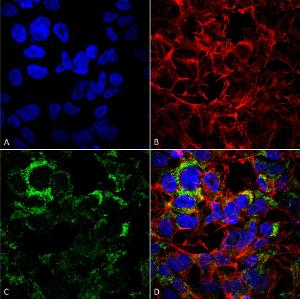 Immunocytochemistry/Immunofluorescence analysis of human neuroblastoma cell line (SK-N-BE, fixed in 4% formaldehyde for 15 min at room temperature, using Anti-COX IV Antibody (A304966), at 1:100 for 60 minutes at room temperatur