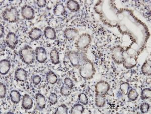 Anti-PTBP3 Mouse Monoclonal Antibody [clone: 4C9]