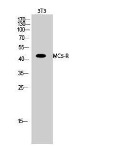 Anti-MC5 Receptor Rabbit Polyclonal Antibody