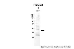 Anti-HMGB2 Rabbit Polyclonal Antibody