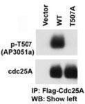 Anti-CDC25A Rabbit Polyclonal Antibody (Biotin)