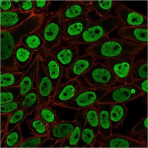 Immunofluorescent analysis of paraformaldehyde fixed HeLa cells stained with Anti-Nuclear Antigen Antibody [NM106] followed by Goat Anti-Mouse IgG (CF&#174; 488) (Green). Counterstain is Phalloidin (Red).