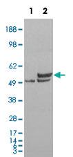 Anti-NONO Goat Polyclonal Antibody