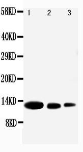 Anti-MIG Rabbit Polyclonal Antibody