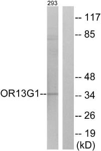 Antibody anti-OR13G1 A100436-100 100 µg