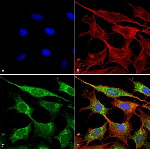 Immunocytochemistry/Immunofluorescence analysis of mouse NIH 3T3 (mouse fibroblast cell line), fixed in 4% formaldehyde for 15 min at room temperature, using Anti-COX IV Antibody (A304966), at 1:100 for 60 minutes at room temperatur