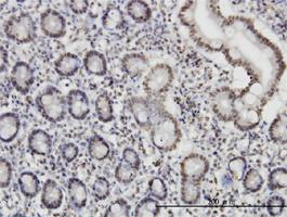 Anti-PTBP3 Mouse Monoclonal Antibody [clone: 4C9]