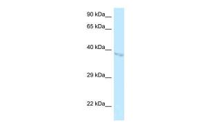 Anti-BZW1 Rabbit Polyclonal Antibody