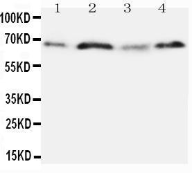 Anti-Osteopontin Rabbit Polyclonal Antibody