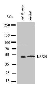 Anti-Leupaxin Rabbit Antibody