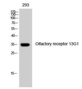 Antibody anti-OR13G1 A100436-100 100 µg