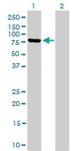 Anti-MFN2 Mouse Monoclonal Antibody [clone: 4H8]