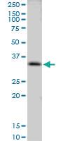 Anti-CLIC3 Mouse Polyclonal Antibody