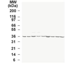 Anti-GAPDH Rabbit Polyclonal Antibody