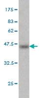 Anti-MTF1 Mouse Monoclonal Antibody [clone: 2C12]