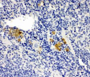 Anti-Leupaxin Rabbit Antibody