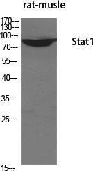 Western blot analysis of various cells using Anti-STAT1 Antibody