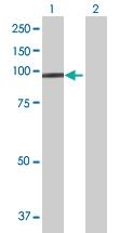 Anti-CDHR1 Mouse Polyclonal Antibody