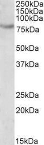 Antibody anti-SIM2 100 µg