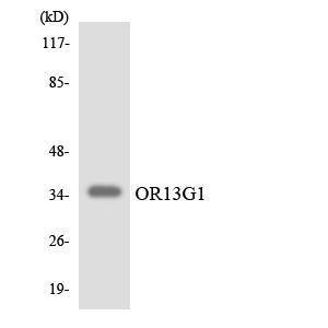 Western blot analysis of the lysates from Jurkat cells using Anti-OR13G1 Antibody