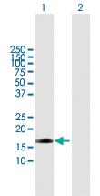 Anti-EDN2 Mouse Polyclonal Antibody