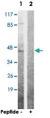 Anti-AKT1S1 Rabbit Polyclonal Antibody