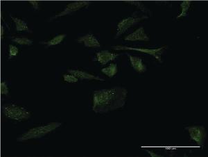 Anti-RANGRF Mouse Monoclonal Antibody [clone: 1H4]