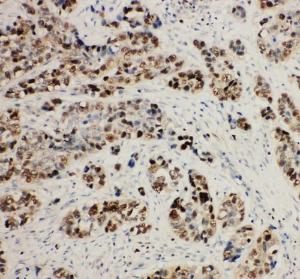 Anti-MCM2 Rabbit Polyclonal Antibody