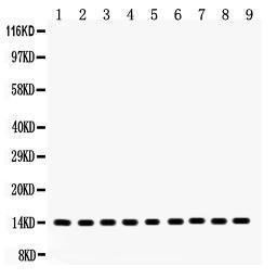 Anti-CYCS Rabbit Polyclonal Antibody