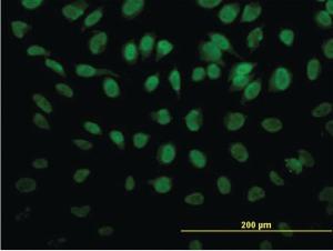 Anti-PTBP3 Mouse Monoclonal Antibody [clone: 4C9]