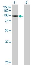 Anti-RIN1 Mouse Polyclonal Antibody