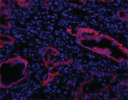 Anti-Oval Cell Marker Rat Monoclonal Antibody [clone: MIC1-1C3]