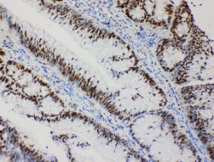 Anti-MCM2 Rabbit Polyclonal Antibody