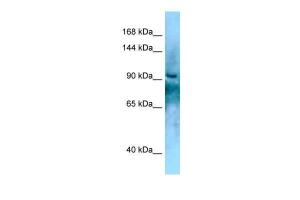 Anti-KANK2 Rabbit Polyclonal Antibody