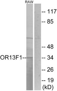 Western blot analysis of lysates from RAW264.7 cells using Anti-OR13F1 Antibody. The right hand lane represents a negative control, where the antibody is blocked by the immunising peptide