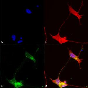 Immunocytochemistry/Immunofluorescence analysis of human neuroblastoma cells (SH-SY5Y), fixed in 4% PFA for 15 min, using Anti-SHANK2 Antibody [N23b/49] (A304967), at 1:50 for overnight at 4°C with slow rockin