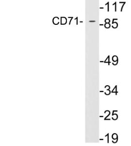 Western blot analysis of lysates from HeLa cells using Anti-CD71 Antibody