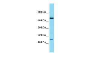 Anti-ATP6V1G3 Rabbit Polyclonal Antibody