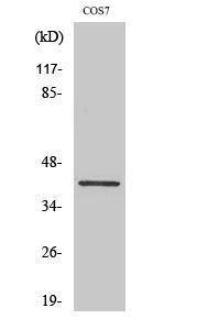 Western blot analysis of various cells using Anti-CrkL Antibody