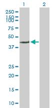 Anti-FARS2 Mouse Polyclonal Antibody