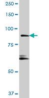 Anti-RIN1 Mouse Polyclonal Antibody