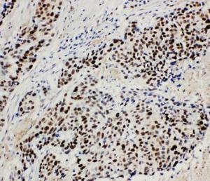 Anti-MCM3 Rabbit Polyclonal Antibody