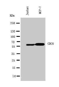 Anti-Cdc6 Rabbit Antibody