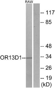 Western blot analysis of lysates from RAW264.7 cells using Anti-OR13D1 Antibody. The right hand lane represents a negative control, where the antibody is blocked by the immunising peptide